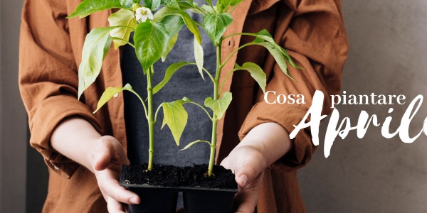 Cosa piantare ad aprile: Calendario delle semine
