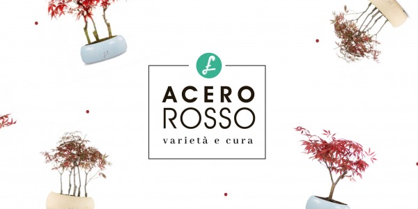 L’acero rosso: quali varietà e guida alla coltivazione